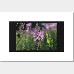 Purple flowers of fireweed wild flower Posters and Art